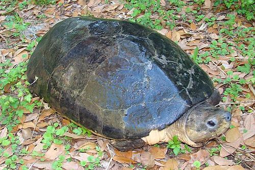 Malaysian giant turtle